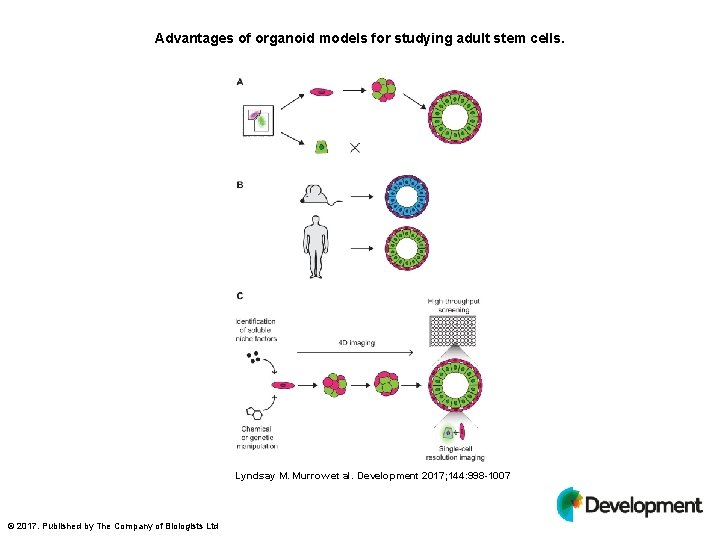 Advantages of organoid models for studying adult stem cells. Lyndsay M. Murrow et al.