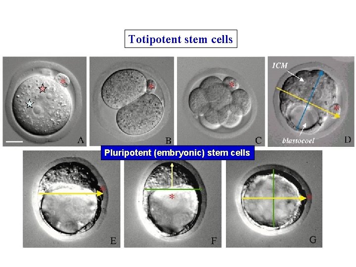 Totipotent stem cells Pluripotent (embryonic) stem cells 