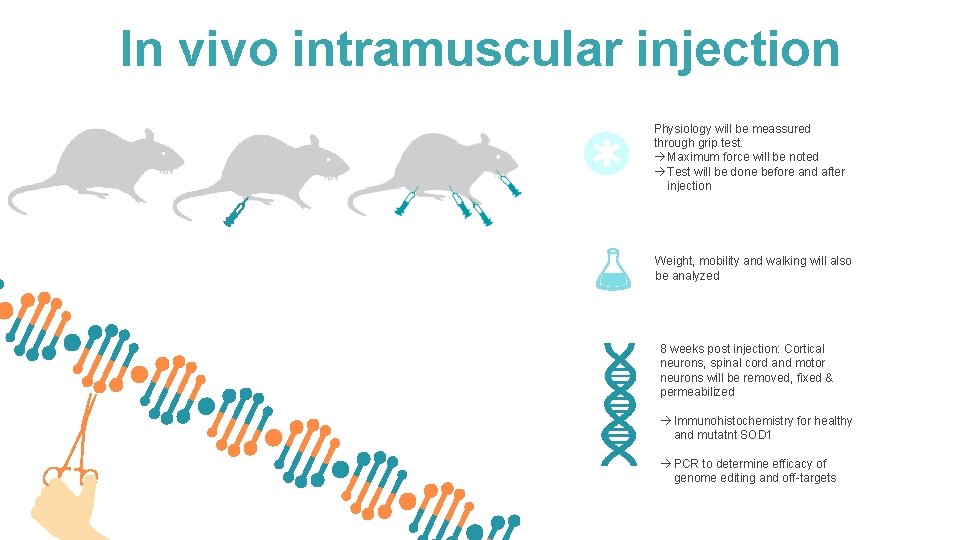 Intramuscular Injection Rabies Rabies vector mediated gene therapy can stop the