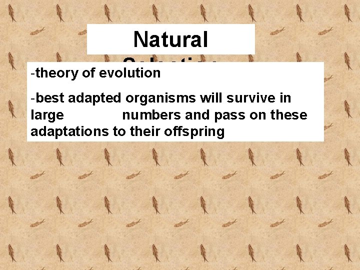 Natural Selection -theory of evolution -best adapted organisms will survive in large numbers and