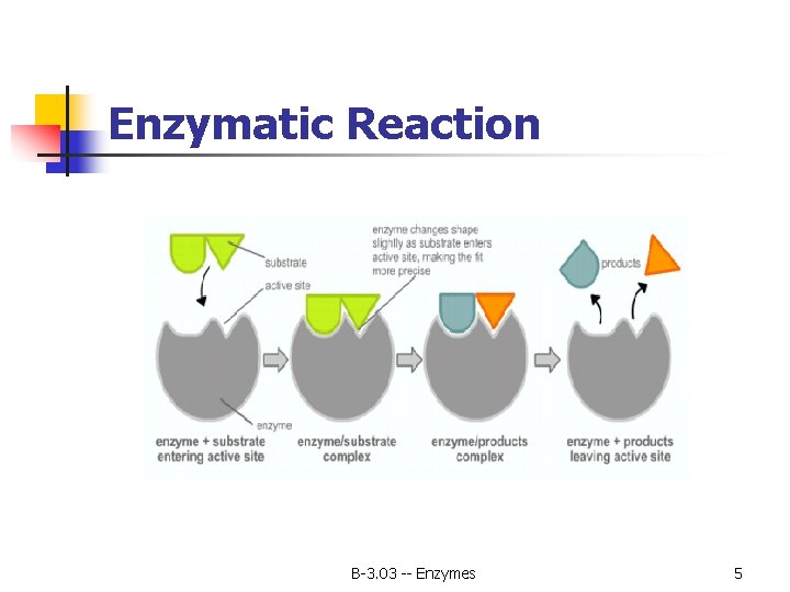 Enzymatic Reaction B-3. 03 -- Enzymes 5 