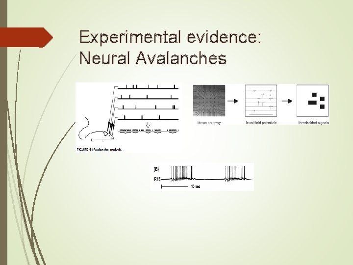 Experimental evidence: Neural Avalanches 