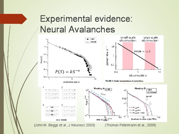 Experimental evidence: Neural Avalanches (John M. Beggs et al. , J Neurosci 2003) (Thomas