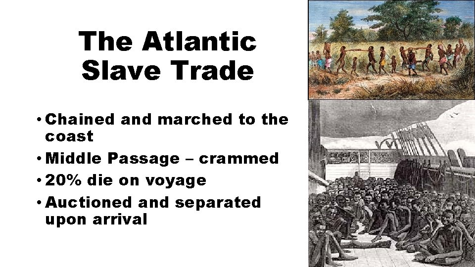 The Atlantic Slave Trade • Chained and marched to the coast • Middle Passage