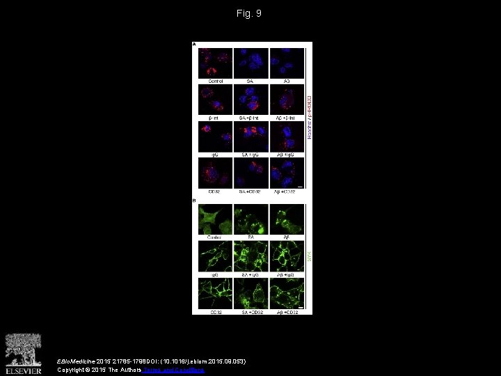 Fig. 9 EBio. Medicine 2015 21785 -1798 DOI: (10. 1016/j. ebiom. 2015. 09. 053)