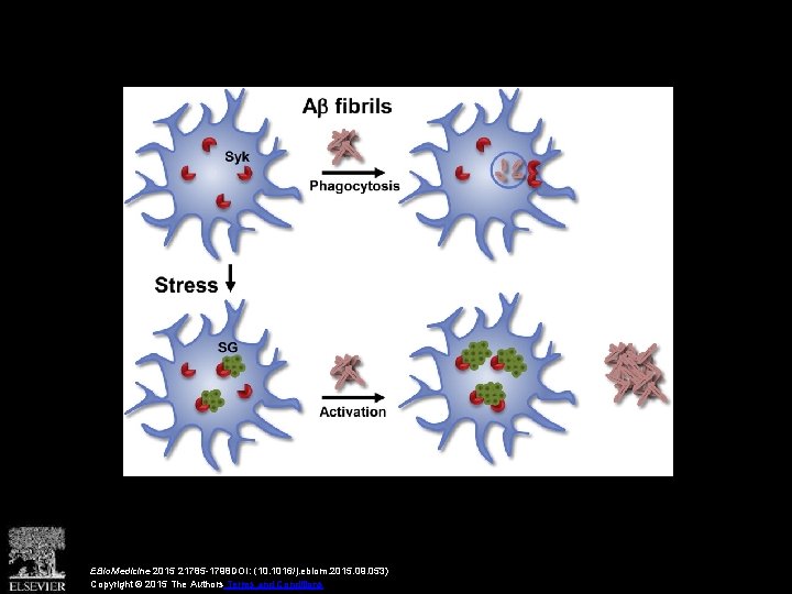 EBio. Medicine 2015 21785 -1798 DOI: (10. 1016/j. ebiom. 2015. 09. 053) Copyright ©