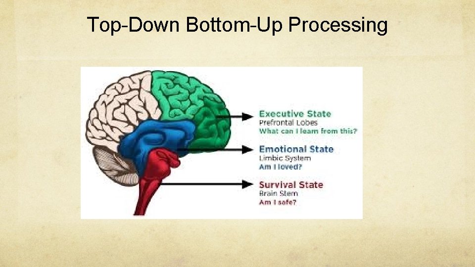 Top-Down Bottom-Up Processing 