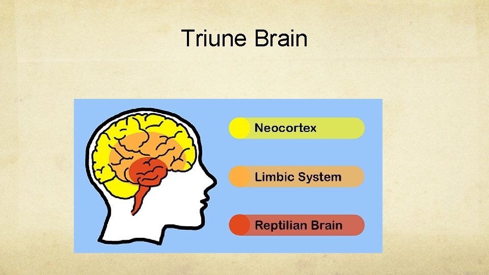 Triune Brain 