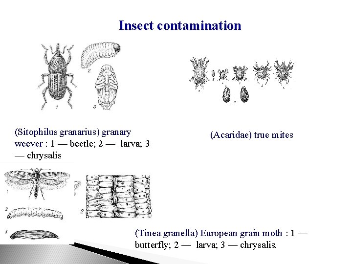 Insect contamination (Sitophilus granarius) granary weever : 1 — beetle; 2 — larva; 3