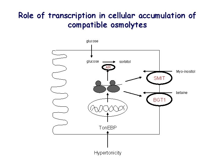 Role of transcription in cellular accumulation of compatible osmolytes glucose sorbitol AR Myo-inositol SMIT