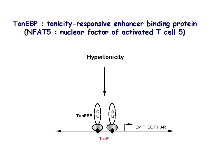 Ton. EBP : tonicity-responsive enhancer binding protein (NFAT 5 : nuclear factor of activated