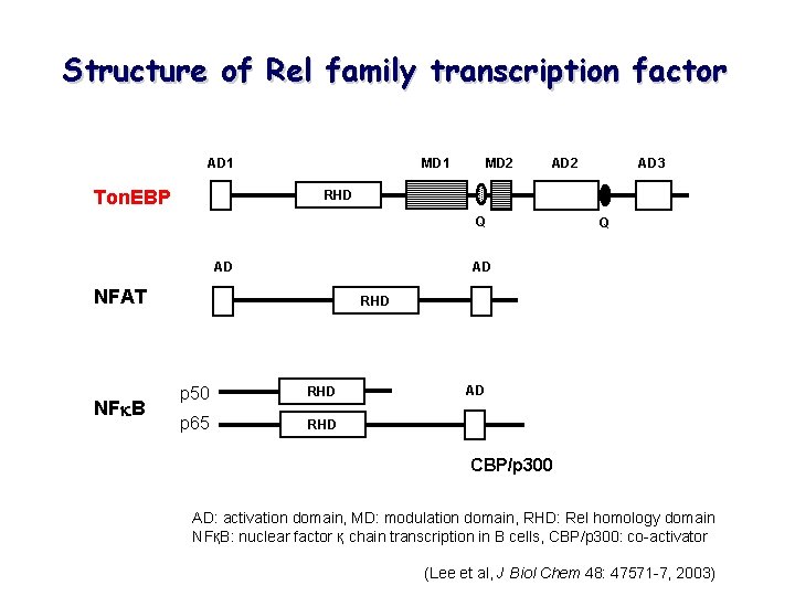 Structure of Rel family transcription factor AD 1 Ton. EBP MD 2 MD 1