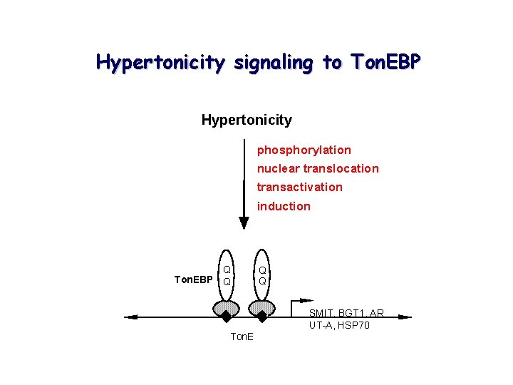 Hypertonicity signaling to Ton. EBP Hypertonicity phosphorylation nuclear translocation transactivation induction Q Ton. EBP