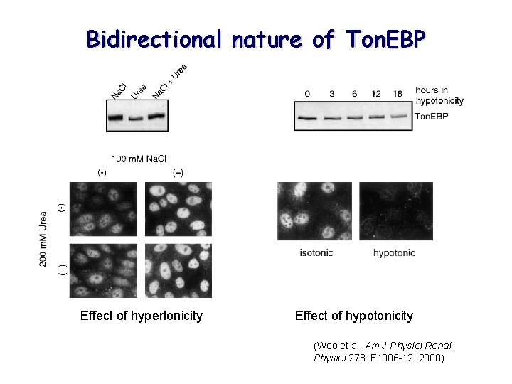 Bidirectional nature of Ton. EBP Effect of hypertonicity Effect of hypotonicity (Woo et al,