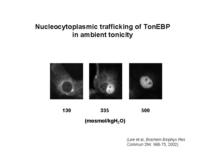 Nucleocytoplasmic trafficking of Ton. EBP in ambient tonicity 130 335 500 (mosmol/kg. H 2