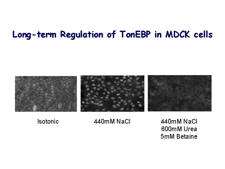 Long-term Regulation of Ton. EBP in MDCK cells Isotonic 440 m. M Na. Cl