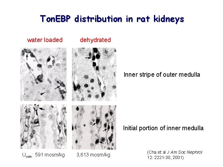Ton. EBP distribution in rat kidneys water loaded dehydrated Inner stripe of outer medulla