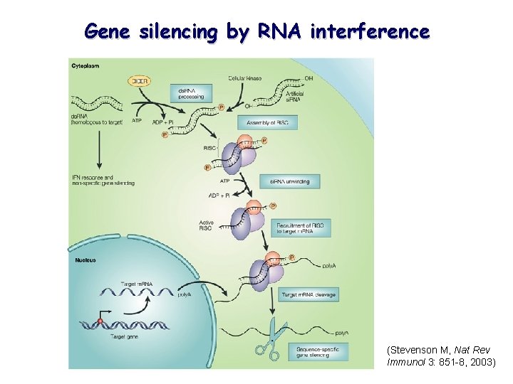 Gene silencing by RNA interference (Stevenson M, Nat Rev Immunol 3: 851 -8, 2003)