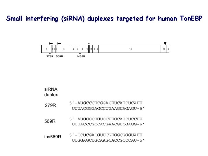 Small interfering (si. RNA) duplexes targeted for human Ton. EBP 