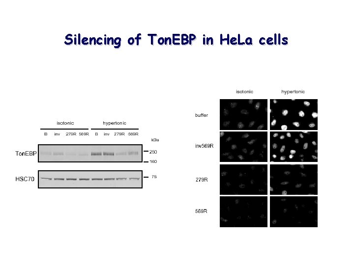 Silencing of Ton. EBP in He. La cells 