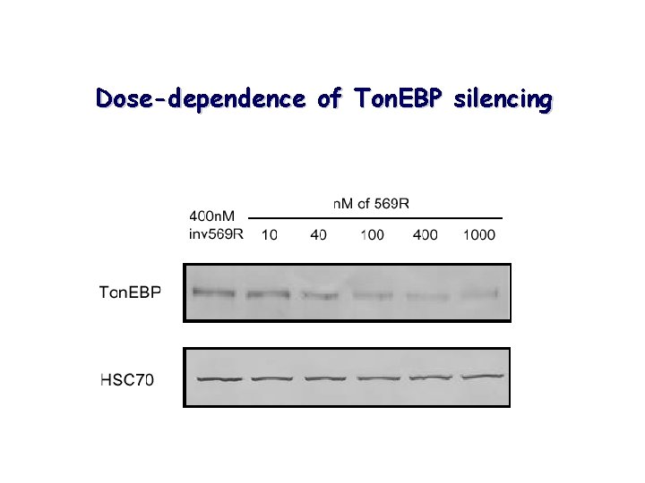 Dose-dependence of Ton. EBP silencing 
