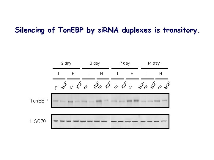 Silencing of Ton. EBP by si. RNA duplexes is transitory. HSC 70 9 R