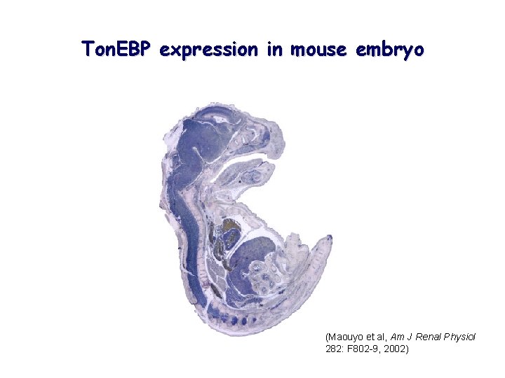 Ton. EBP expression in mouse embryo (Maouyo et al, Am J Renal Physiol 282: