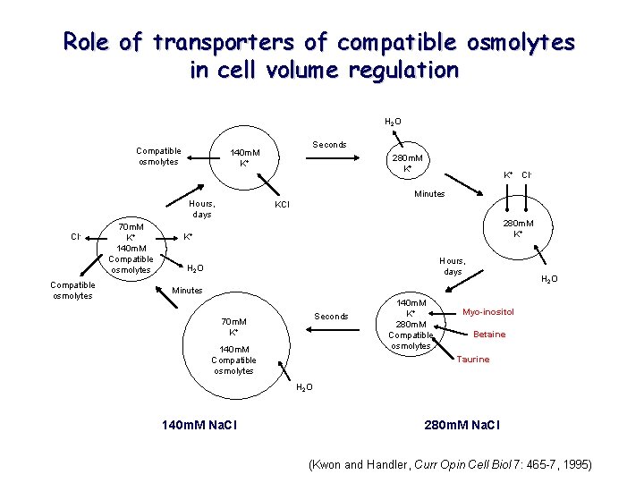 Role of transporters of compatible osmolytes in cell volume regulation H 2 O Compatible