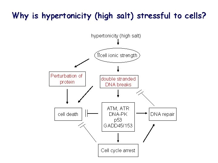 Why is hypertonicity (high salt) stressful to cells? hypertonicity (high salt) cell ionic strength