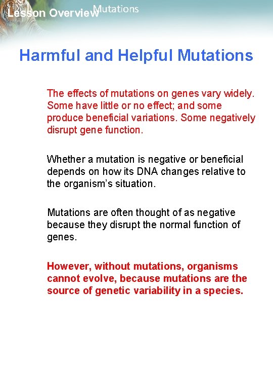 Mutations Lesson Overview 13 3 Mutations Mutations Lesson