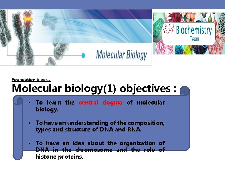 Foundation block. . Molecular biology(1) objectives : • To learn the central dogma of