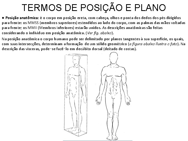 TERMOS DE POSIÇÃO E PLANO ● Posição anatômica: é o corpo em posição ereta,