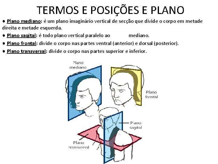 TERMOS E POSIÇÕES E PLANO ● Plano mediano: é um plano imaginário vertical de