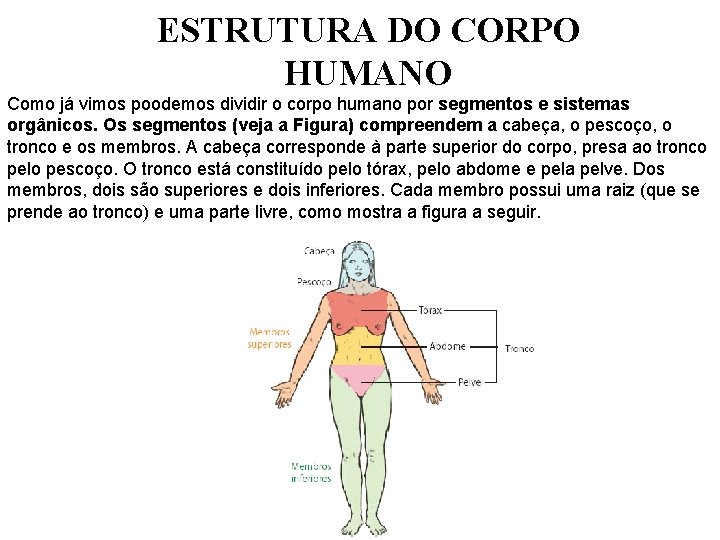 ESTRUTURA DO CORPO HUMANO Como já vimos poodemos dividir o corpo humano por segmentos