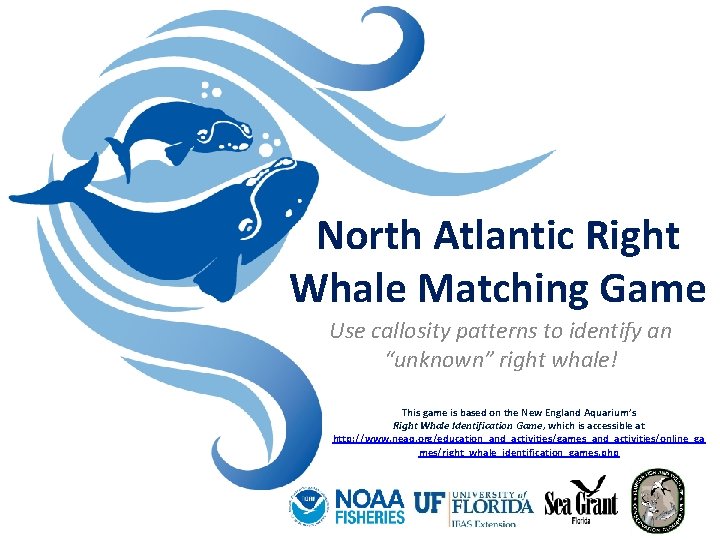 North Atlantic Right Whale Matching Game Use callosity patterns to identify an “unknown” right North Atlantic Right Whale Matching Game Use callosity patterns to identify an “unknown” right