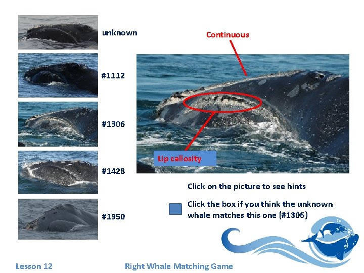 unknown Continuous #1112 #1306 Lip callosity #1428 Click on the picture to see hints unknown Continuous #1112 #1306 Lip callosity #1428 Click on the picture to see hints
