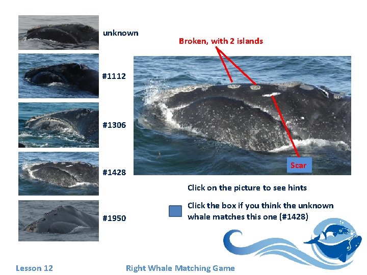 unknown Broken, with 2 islands #1112 #1306 Scar #1428 Click on the picture to unknown Broken, with 2 islands #1112 #1306 Scar #1428 Click on the picture to