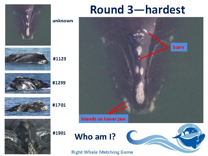 Round 3—hardest unknown Scars #1123 #1239 #1701 Islands on lower jaw #1901 Lesson 12 Round 3—hardest unknown Scars #1123 #1239 #1701 Islands on lower jaw #1901 Lesson 12