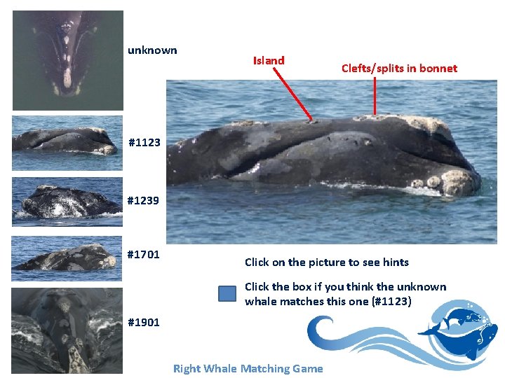 unknown Island Clefts/splits in bonnet #1123 #1239 #1701 Click on the picture to see unknown Island Clefts/splits in bonnet #1123 #1239 #1701 Click on the picture to see