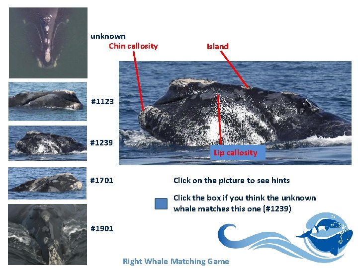 unknown Chin callosity Island #1123 #1239 #1701 Lip callosity Click on the picture to unknown Chin callosity Island #1123 #1239 #1701 Lip callosity Click on the picture to