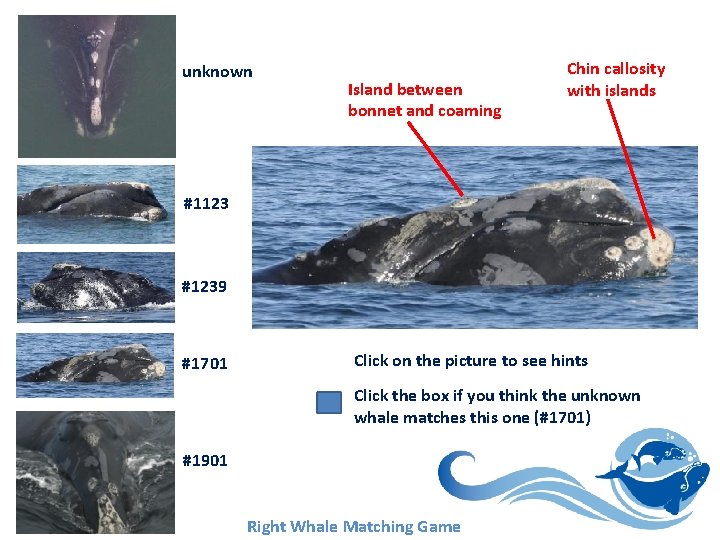 unknown Island between bonnet and coaming Chin callosity with islands #1123 #1239 #1701 Click unknown Island between bonnet and coaming Chin callosity with islands #1123 #1239 #1701 Click