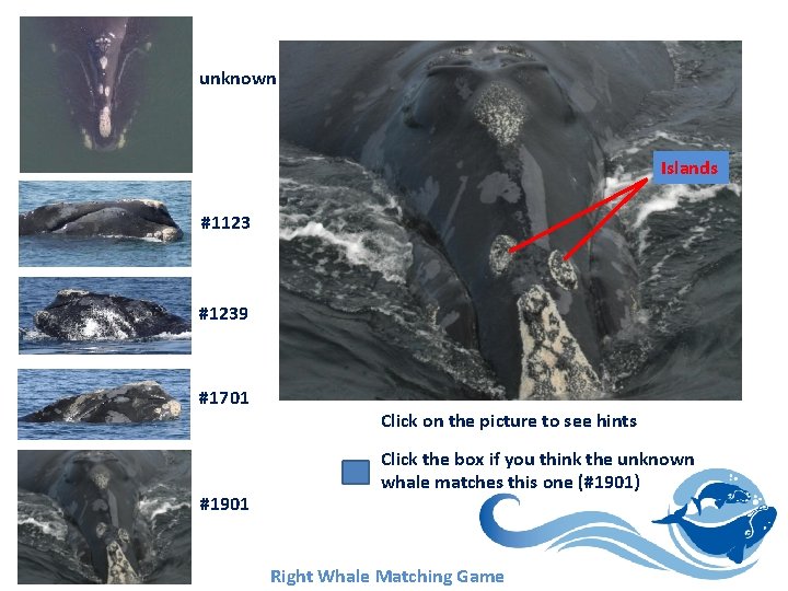 unknown Islands #1123 #1239 #1701 #1901 Lesson 12 Click on the picture to see unknown Islands #1123 #1239 #1701 #1901 Lesson 12 Click on the picture to see