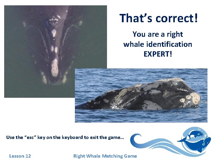 That’s correct! You are a right whale identification EXPERT! Use the “esc” key on That’s correct! You are a right whale identification EXPERT! Use the “esc” key on
