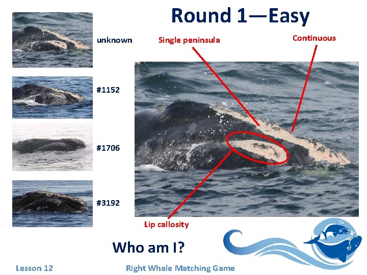 Round 1—Easy unknown Single peninsula #1152 #1706 #3192 Lip callosity Who am I? Lesson Round 1—Easy unknown Single peninsula #1152 #1706 #3192 Lip callosity Who am I? Lesson
