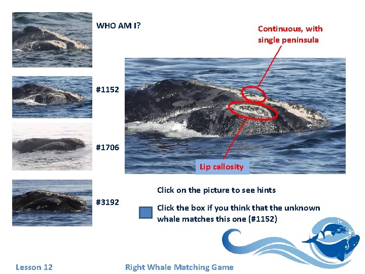 WHO AM I? Continuous, with single peninsula #1152 #1706 Lip callosity Click on the WHO AM I? Continuous, with single peninsula #1152 #1706 Lip callosity Click on the