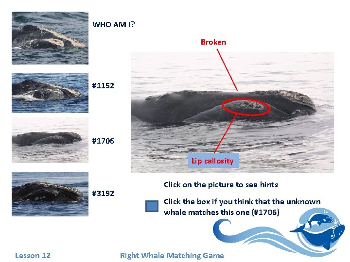 WHO AM I? Broken #1152 #1706 Lip callosity #3192 Lesson 12 Click on the WHO AM I? Broken #1152 #1706 Lip callosity #3192 Lesson 12 Click on the
