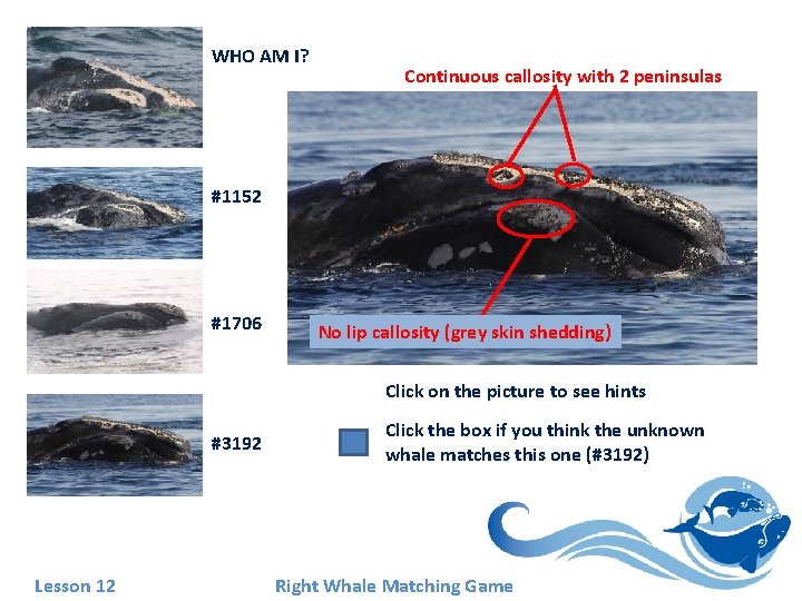 WHO AM I? Continuous callosity with 2 peninsulas #1152 #1706 No lip callosity (grey WHO AM I? Continuous callosity with 2 peninsulas #1152 #1706 No lip callosity (grey
