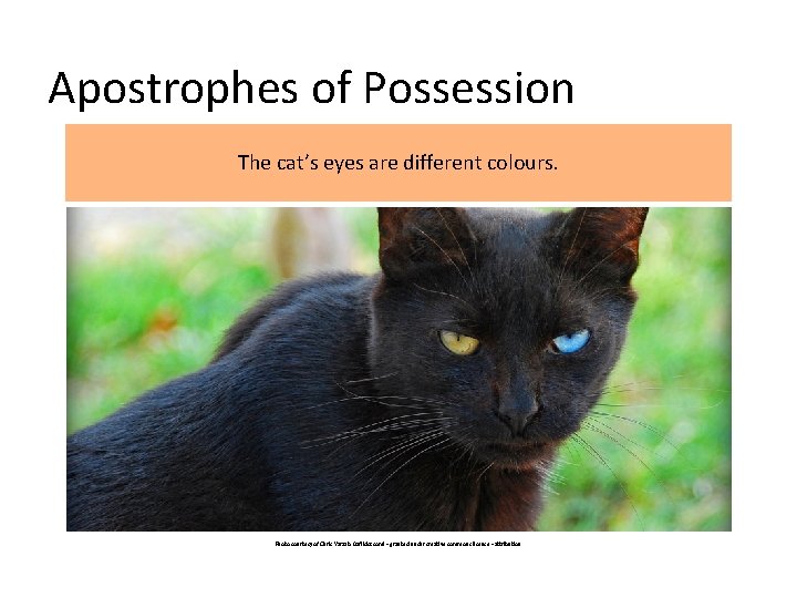 Apostrophes of Possession The cat’s eyes are different colours. Photo courtesy of Chris Yarzab