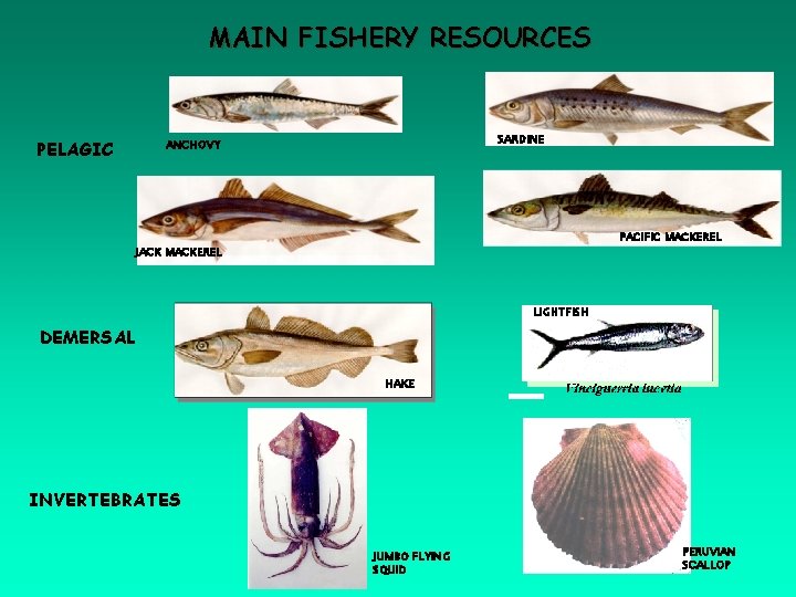 MAIN FISHERY RESOURCES SARDINE ANCHOVY PELAGIC PACIFIC MACKEREL JACK MACKEREL LIGHTFISH DEMERSAL HAKE INVERTEBRATES