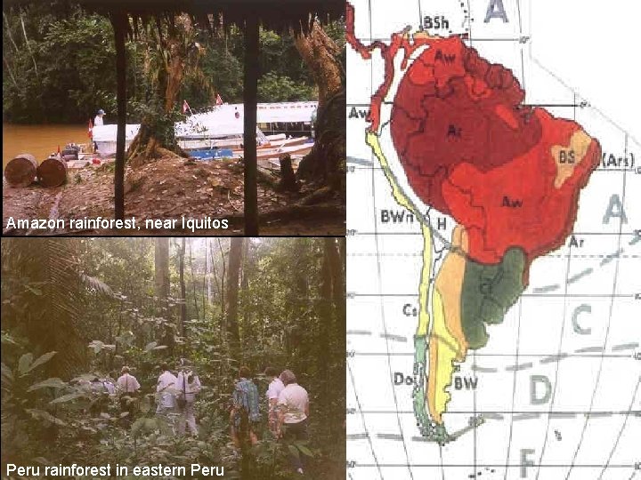 Amazon rainforest, near Iquitos Peru rainforest in eastern Peru 